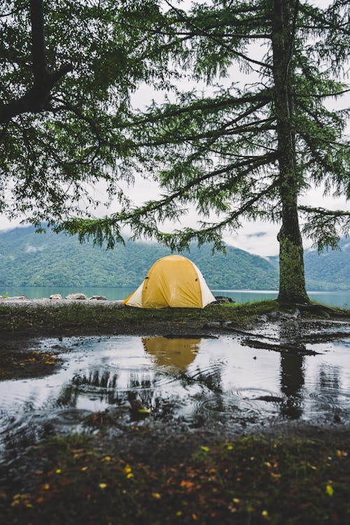 A Yellow Tent beside a Tree