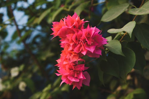 Fotos de stock gratuitas de buganvillas, de cerca, flor