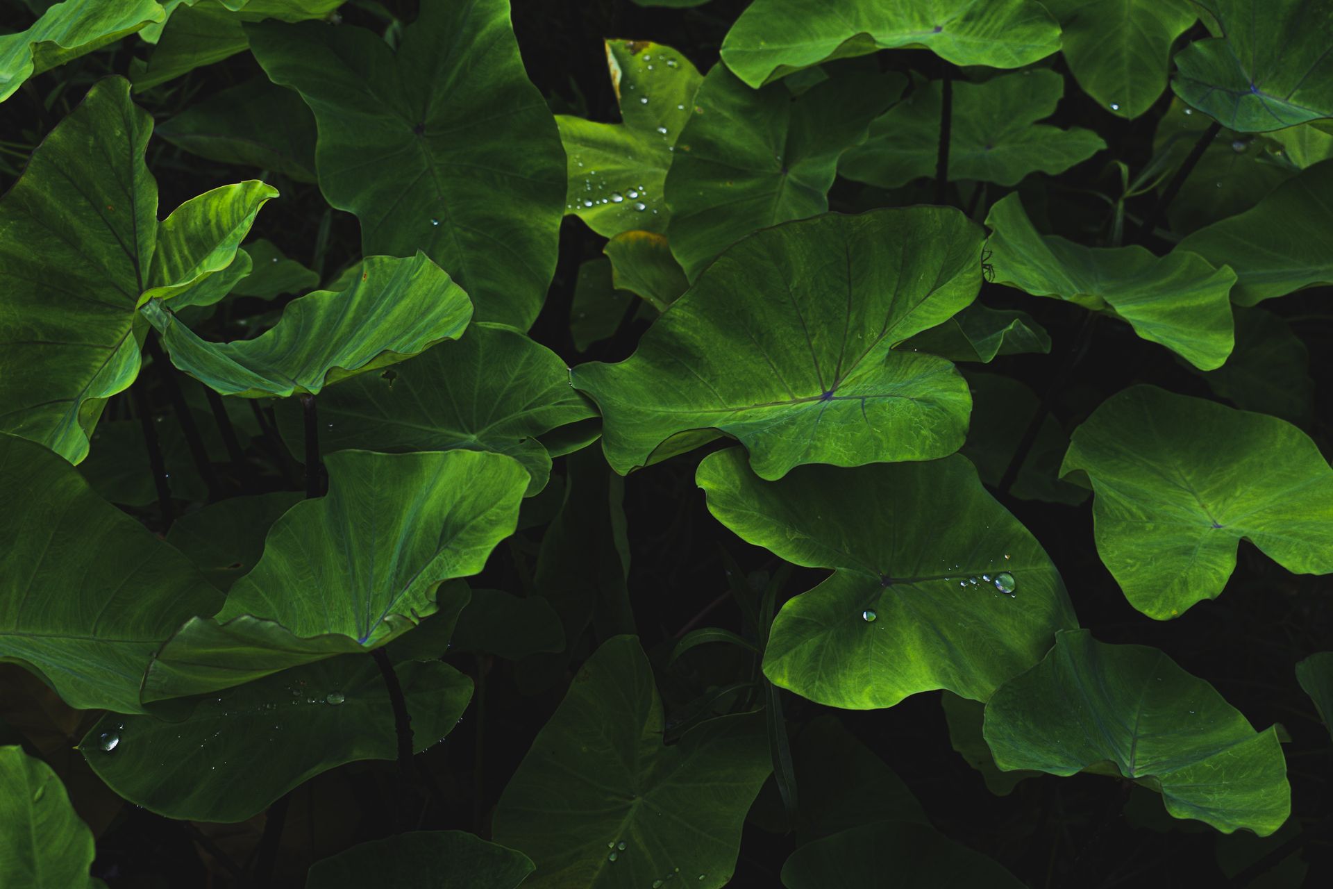 Close-up of vibrant taro leaves with water droplets, offering a rich green texture.