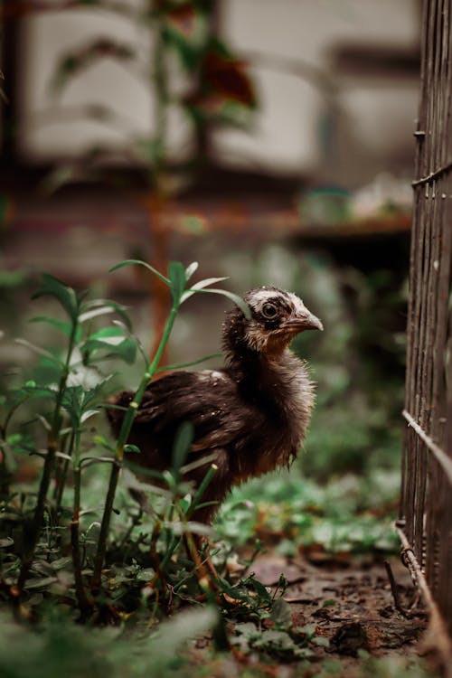 Bezpłatne Darmowe zdjęcie z galerii z fotografia zwierzęcia, kurczak, pionowy strzał Zdjęcie z galerii