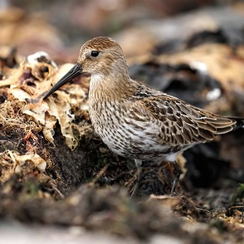 Free Close-up of a dunlin bird showing intricate feather patterns in its natural habitat. Stock Photo