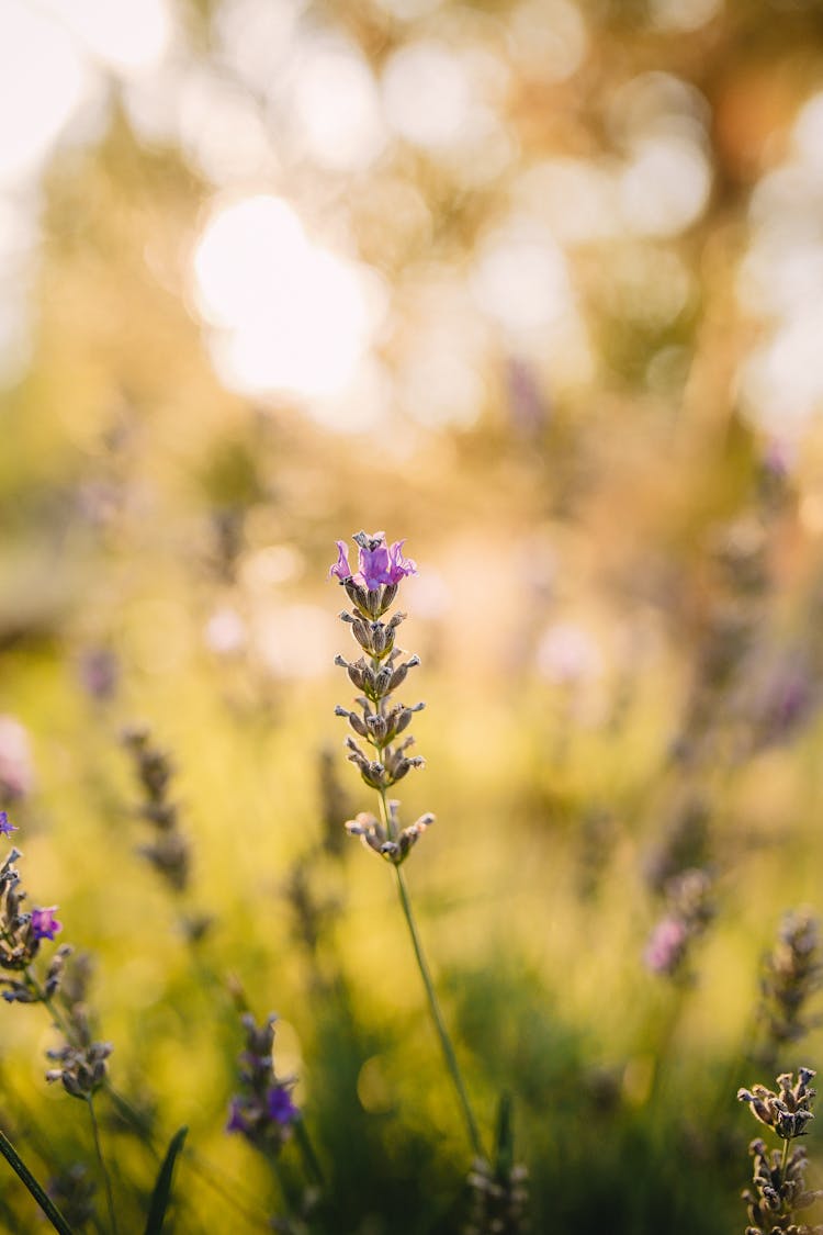 Selective Focus Of English Lavender