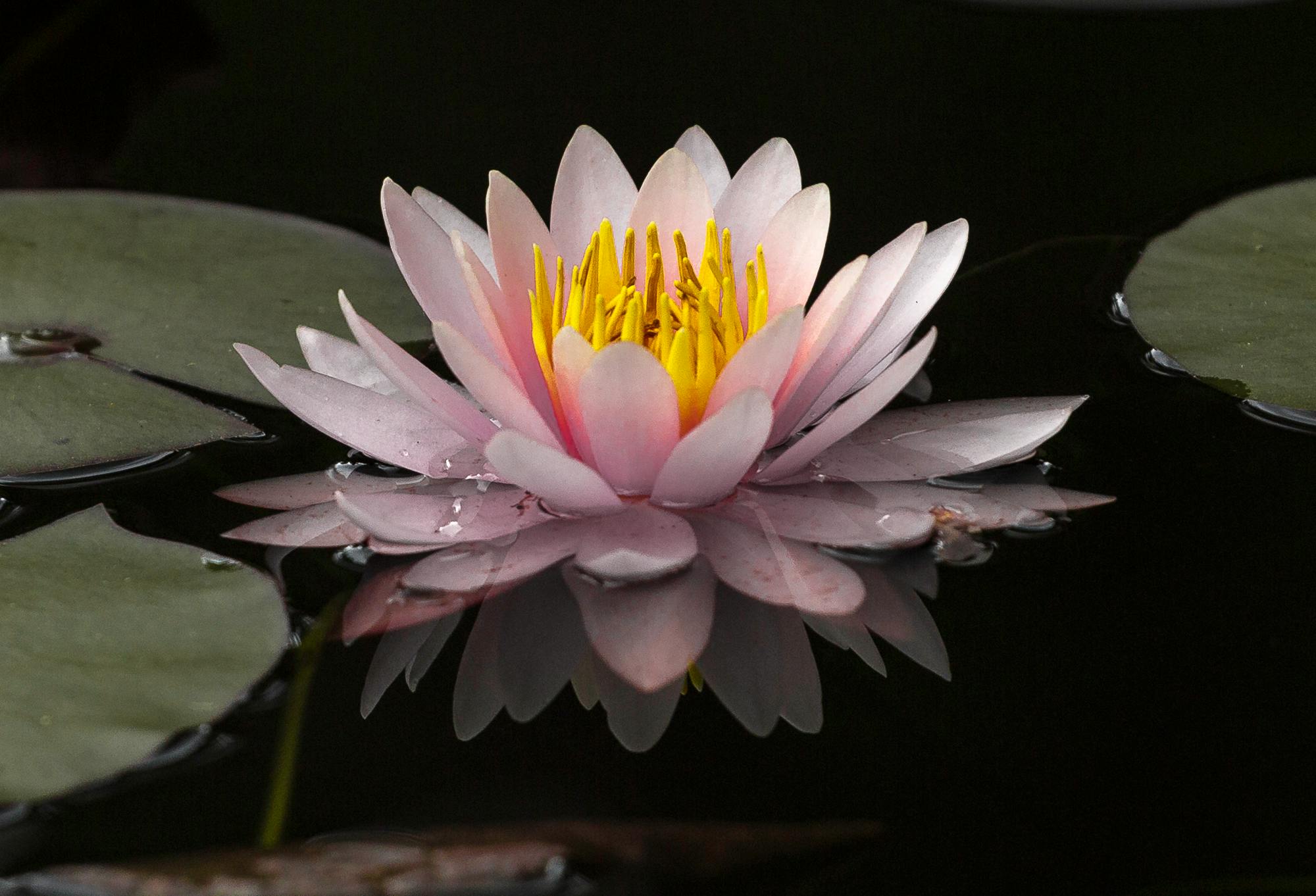 Free stock photo of lotus flower