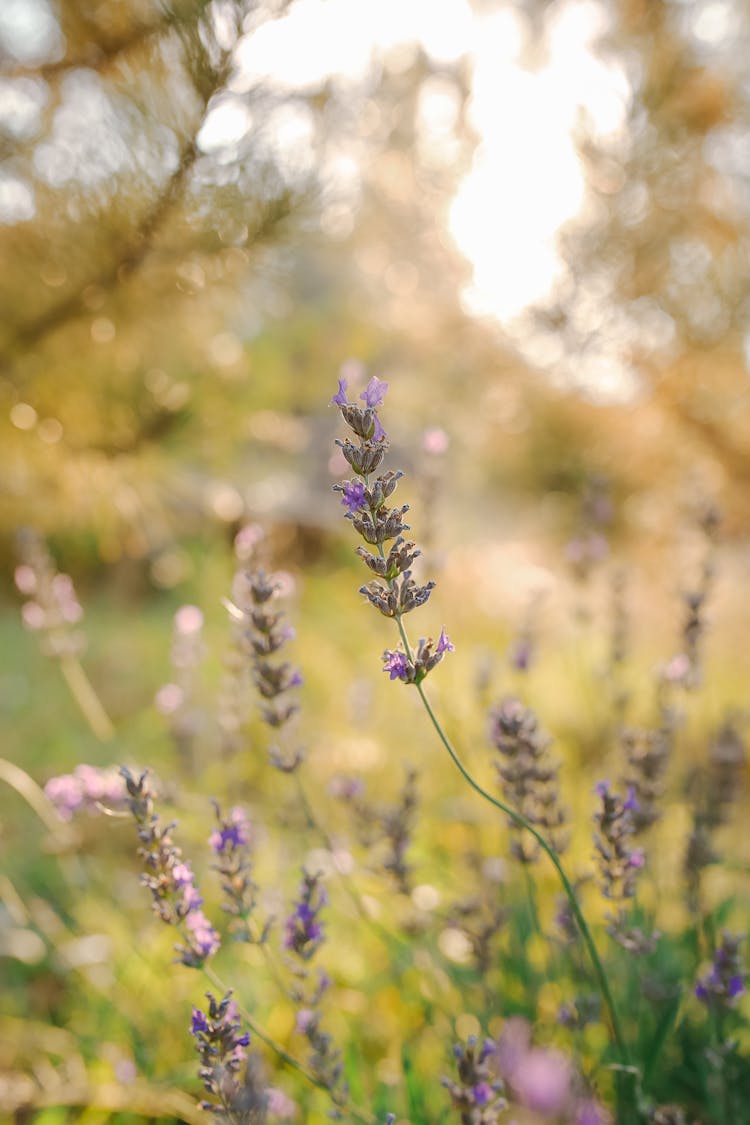 Selective Focus Of English Lavender
