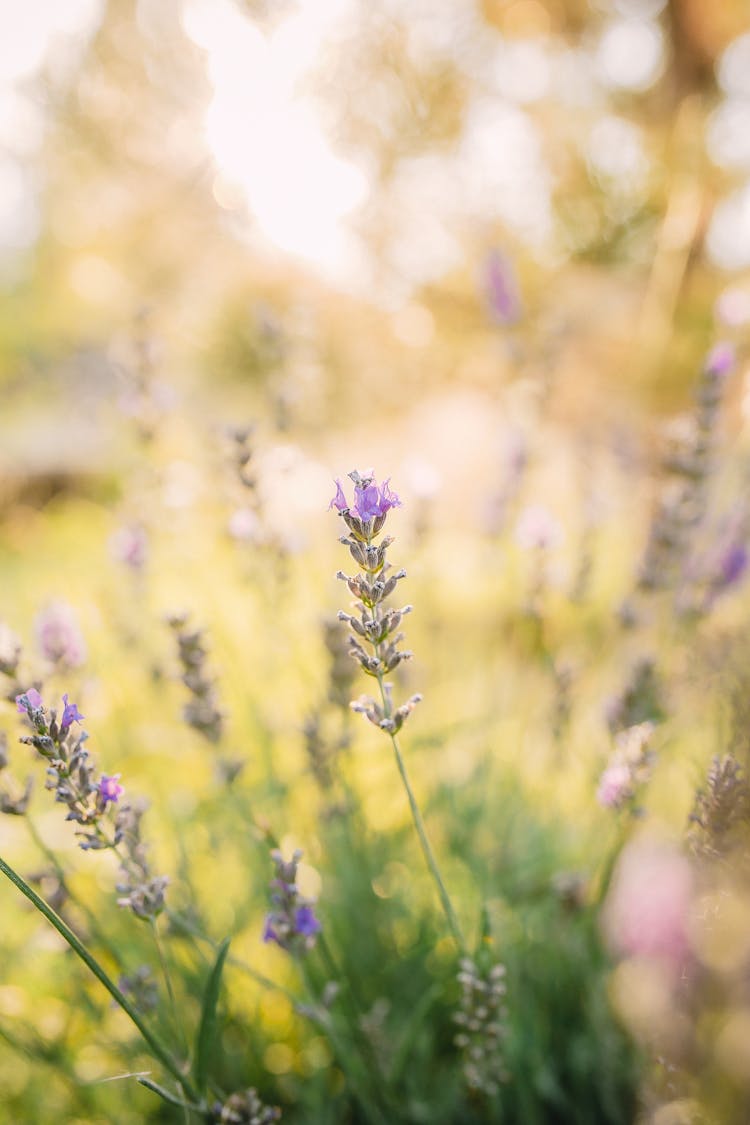 Selective Focus Of English Lavender
