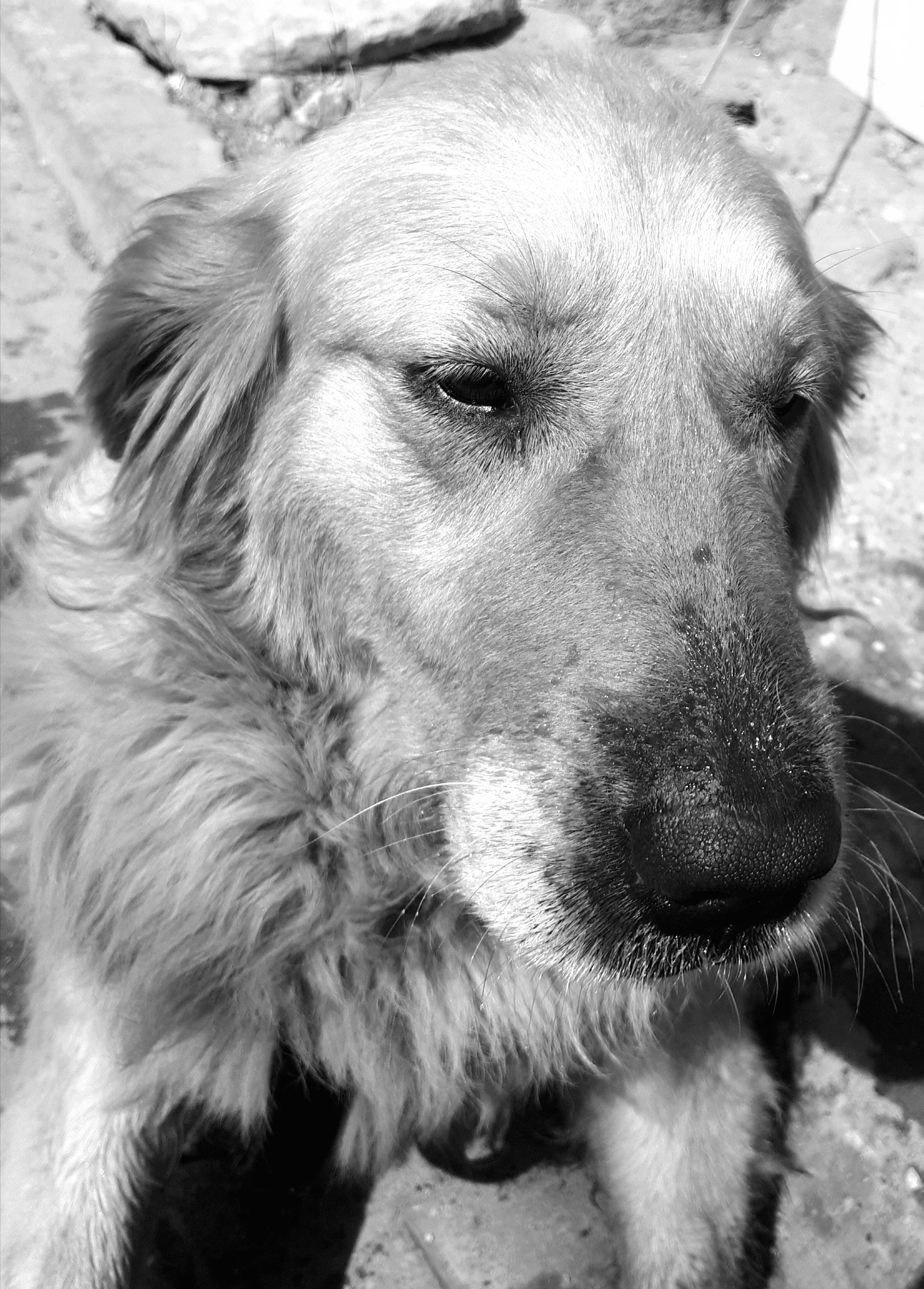 写真 犬 白黒の無料の写真素材