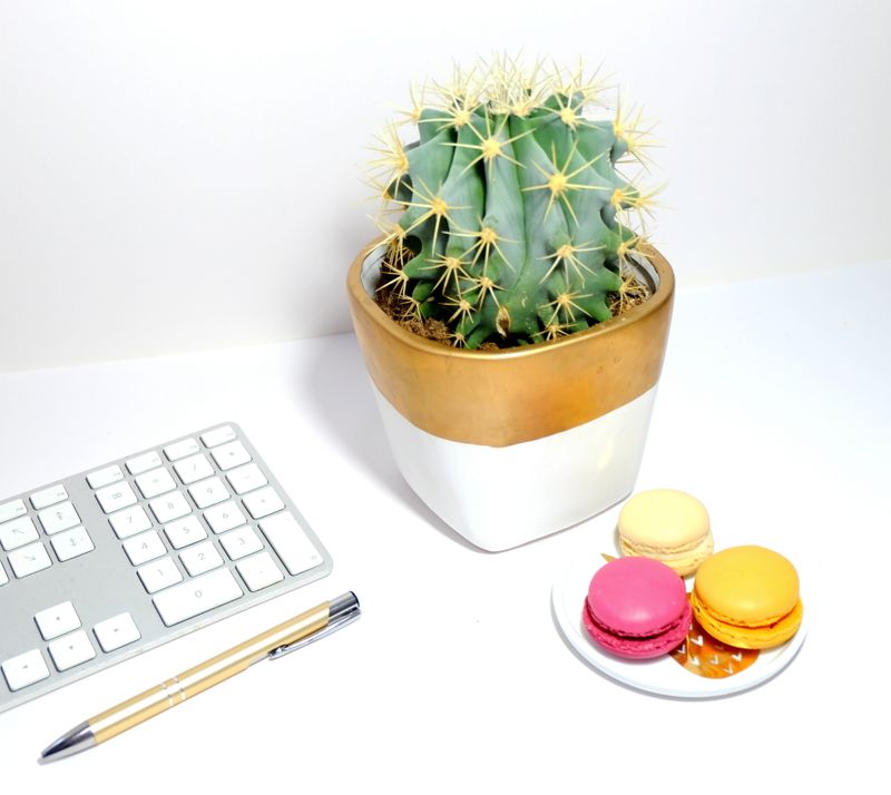 three miniature cacti in thumb-sized pots