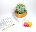 办公室布置时尚，配有盆栽仙人掌、彩色蛋白杏仁糖、键盘和白色书桌上的笔