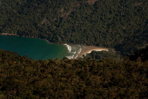 Drone Shot of a Beach Near Trees