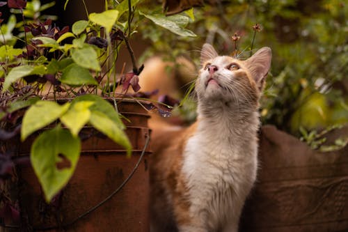 A Cat Beside the Potted Plants