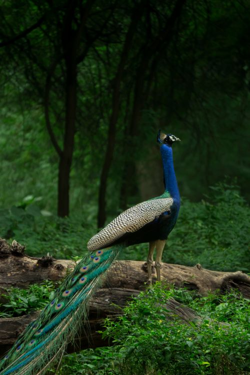 Free stock photo of peacock, peocock Stock Photo