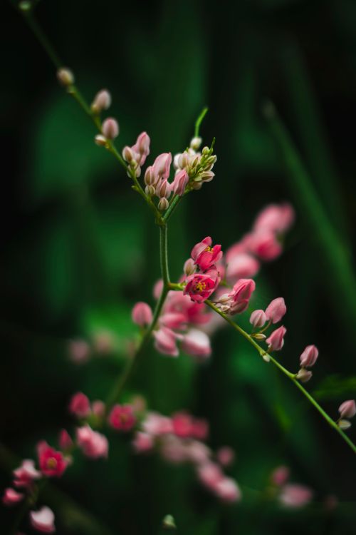 Free Delicate pink Mexican Creeper flowers blooming in natural setting with soft focus. Stock Photo