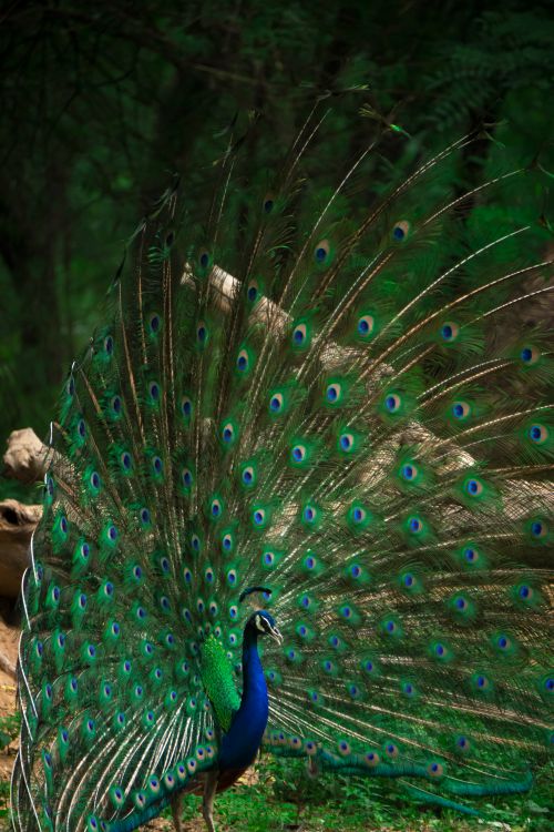 Free stock photo of peacock, peocock Stock Photo