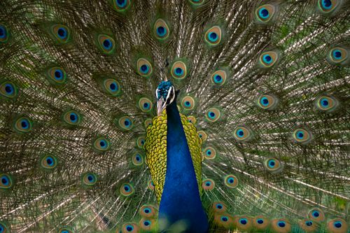 Free stock photo of peacock, peocock Stock Photo