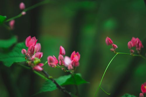 Free stock photo of beautiful flower Stock Photo