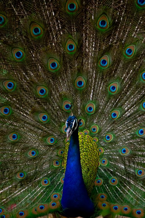 Free stock photo of peacock, peocock Stock Photo