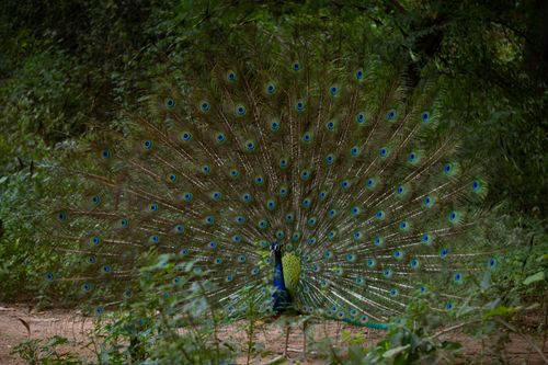 Free stock photo of peacock, peocock Stock Photo
