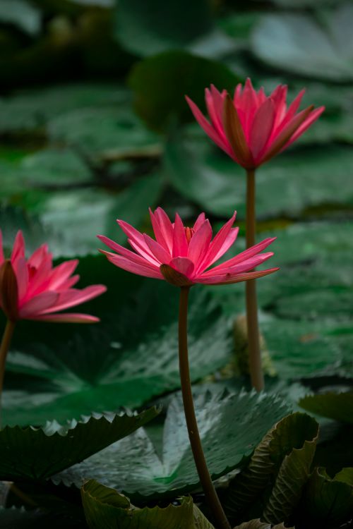 Free Beautiful pink water lilies bloom on a lush green pond, creating a serene floral scene. Stock Photo