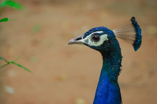 Foto stok gratis bangsa burung, binatang, biru