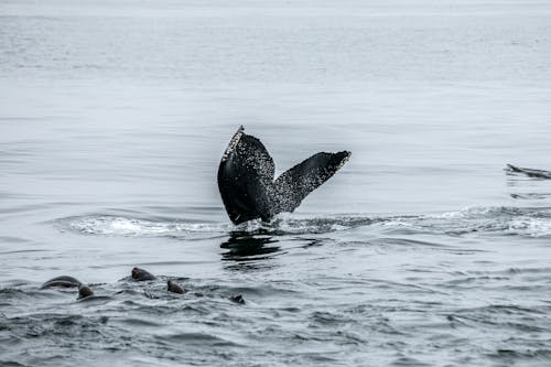 Základová fotografie zdarma na téma fotografování zvířat, hřbetní velryba, moře