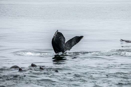 whale photo