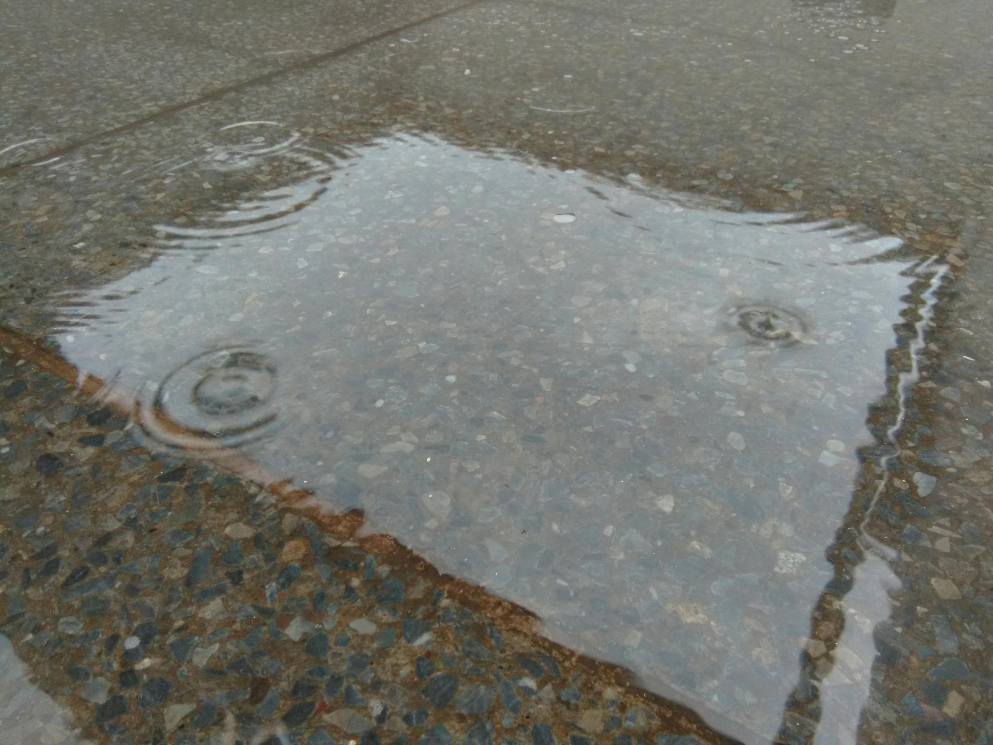 Free stock photo of after the rain, ripples