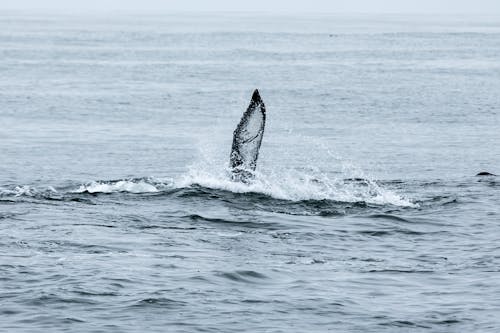 Free Whale in the Middle of Ocean Stock Photo