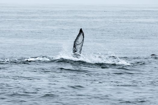 Capture of a humpback whale fin surfacing and splashing in Monterey Bay, California.