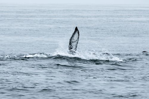 Free Capture of a humpback whale fin surfacing and splashing in Monterey Bay, California. Stock Photo