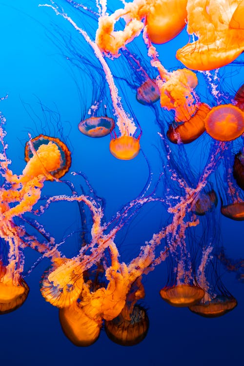 Free Group of  Jellyfish Under Blue Water Stock Photo