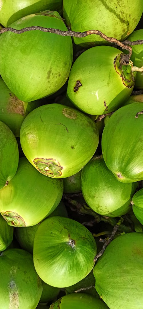 Free stock photo of coconuts, green color, natural beauty