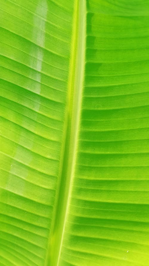 Free Kostenloses Stock Foto zu blatt, bunter hintergrund Stock Photo