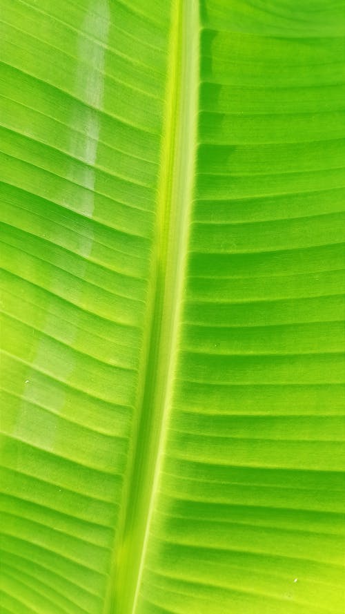 Free stock photo of colorful background, leaf