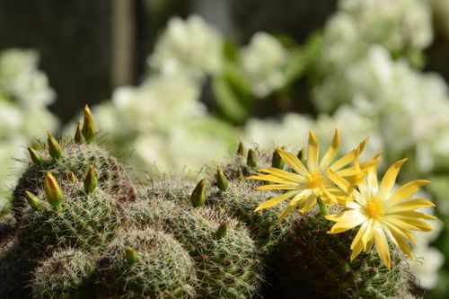 Free stock photo of cactus flower Stock Photo