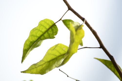 Free stock photo of leaf Stock Photo