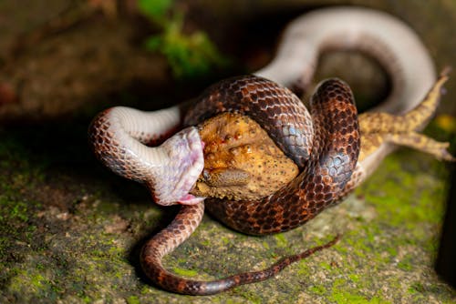 Snake Feeding on Frog