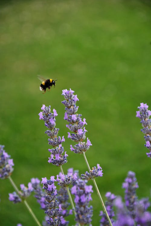 Imagine de stoc gratuită din albină, flori, fotografiere verticală