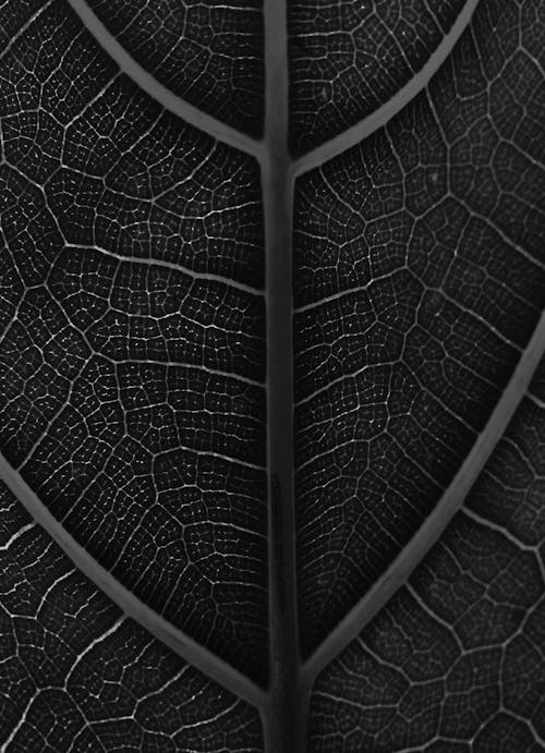 Free Grayscale Photo of a Leaf Stock Photo