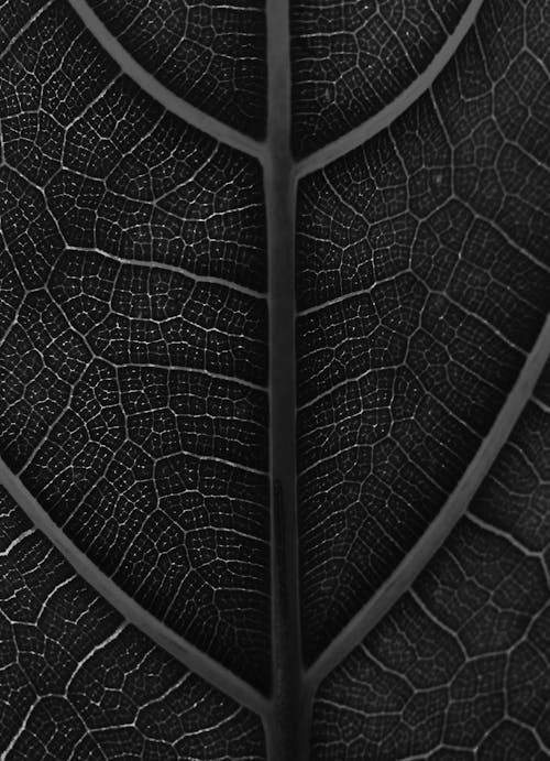 Grayscale Photo of a Leaf