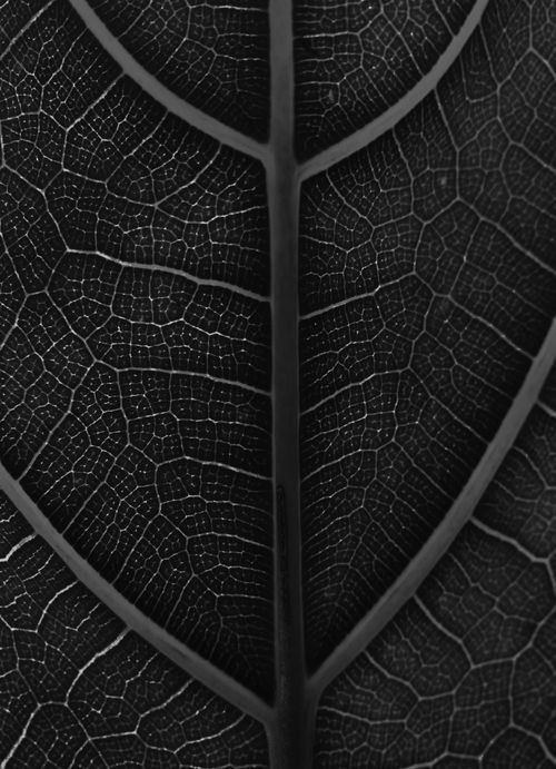 Free Detailed black and white macro shot of a leaf's intricate vein structure. Stock Photo