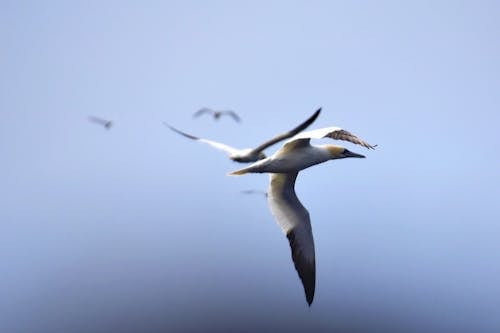 Free Photo of a Bird Flying Stock Photo