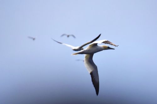 Free Northern gannets gracefully soar over the ocean near Percé, Canada, showcasing their elegant wingspan. Stock Photo