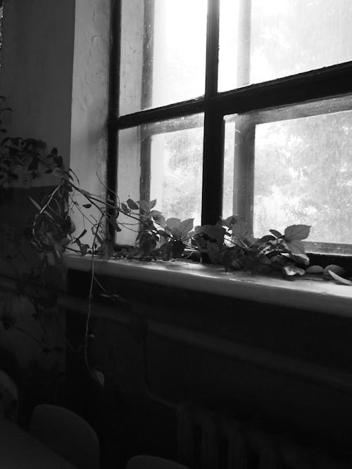 Free Grayscale Photo of Vines Near Glass Window Stock Photo