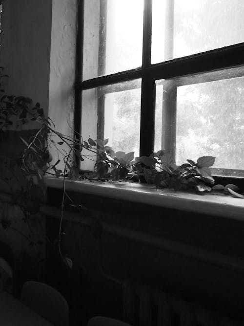 Grayscale Photo of Vines Near Glass Window