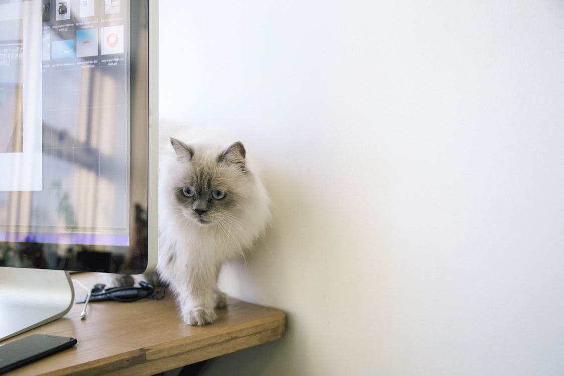 Free White and Gray Fur Cat Stock Photo