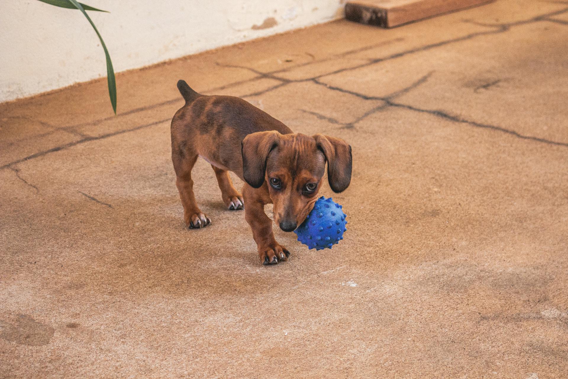 En hundvalp biter i en liten boll