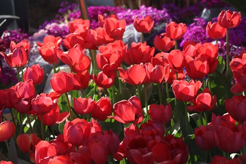 Free stock photo of 2020 background, flowers, red