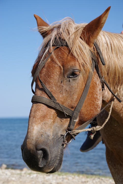 Δωρεάν στοκ φωτογραφιών με άλογο, για άλογα, ζωικά