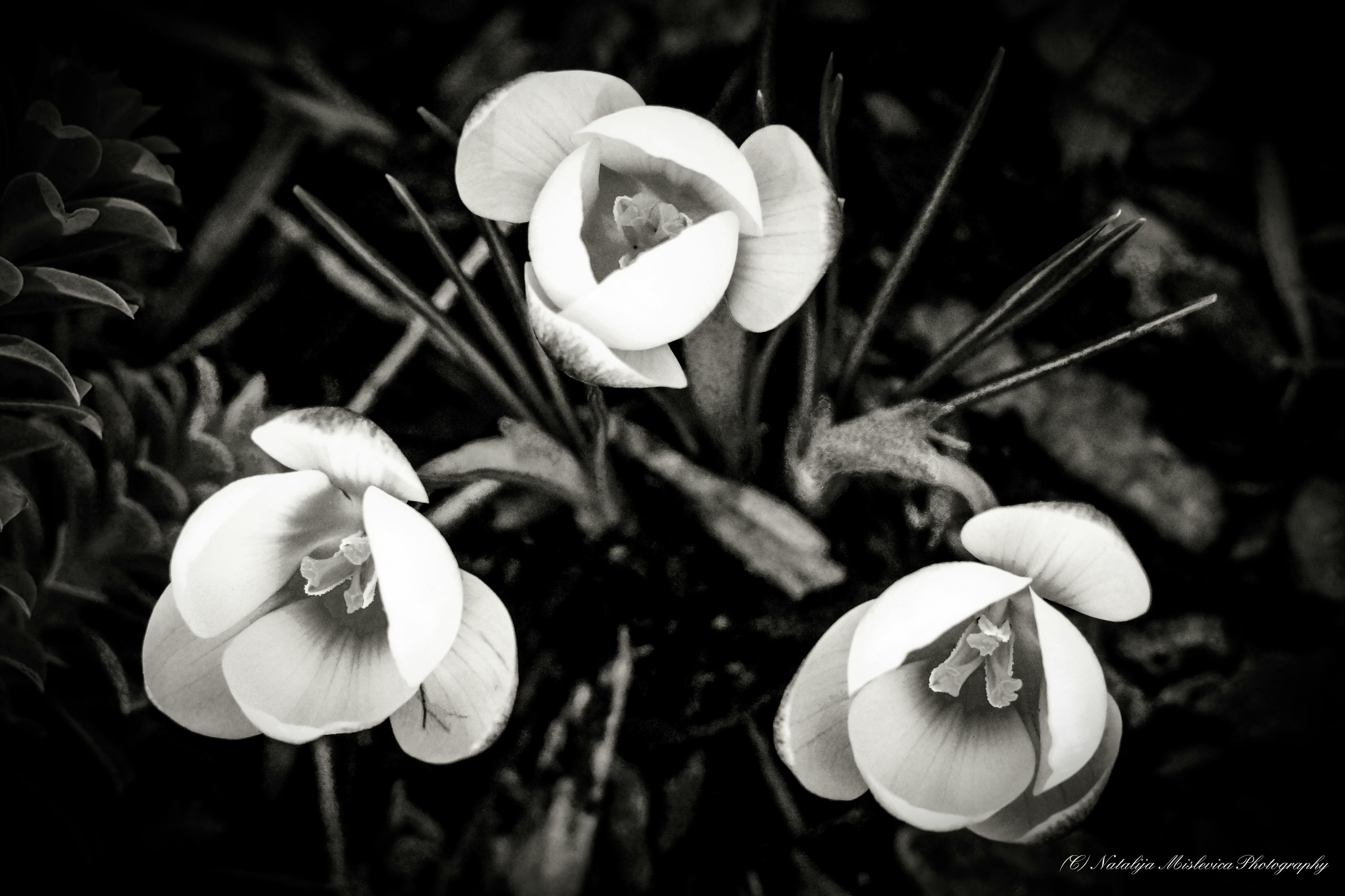 Free stock photo of black and white, crocuses, spirit of spring