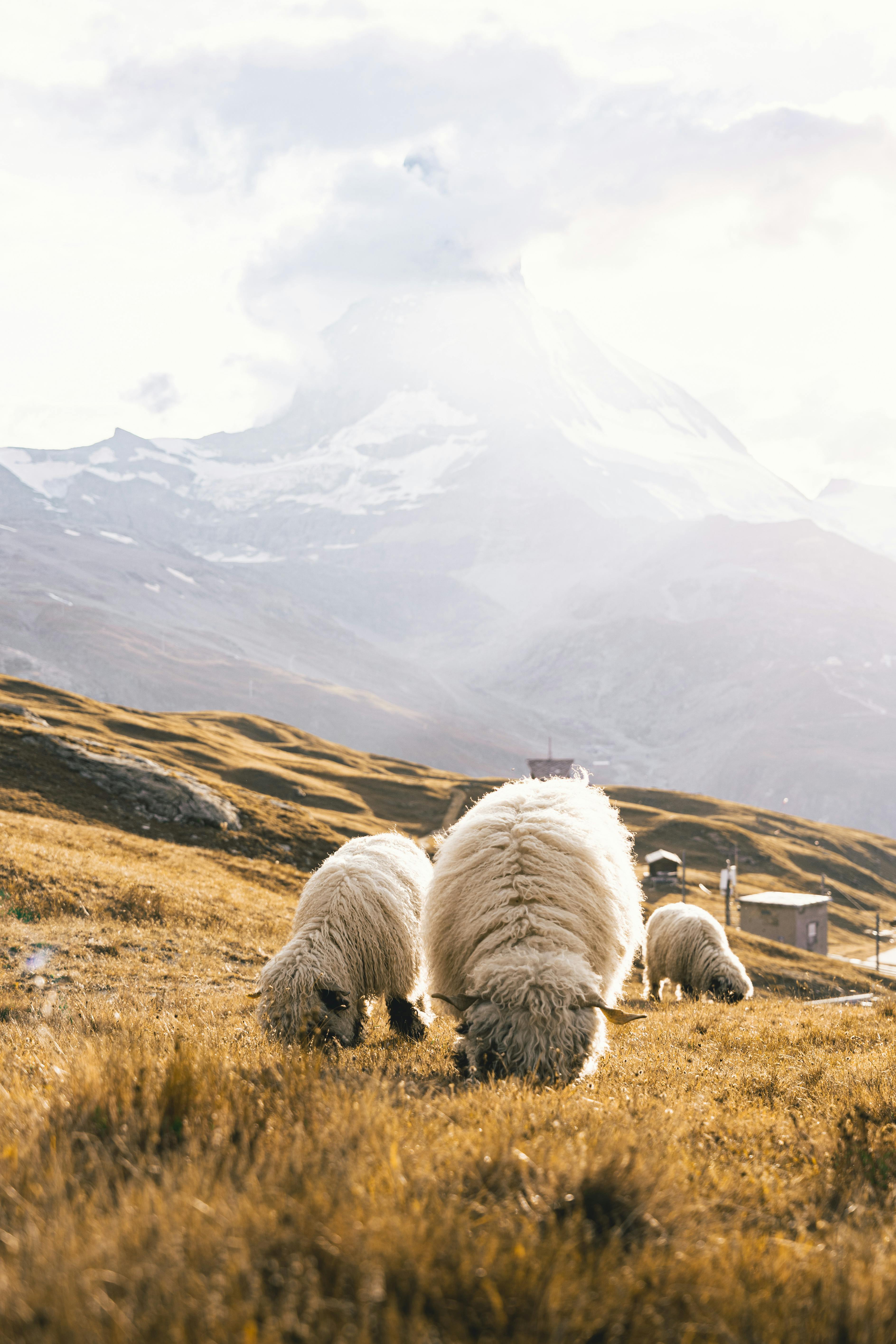 A serene scene of sheep grazing in Zermatt with majestic mountain views, offering tranquility and natural beauty.